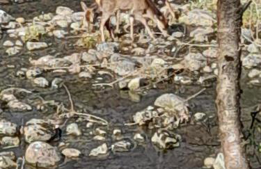 Riverside Pod, West Highland Way Holidays - Foto 4