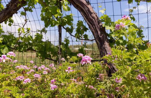 1 - Villa Is Orrosas - Lucia's Apartments - Sa Crai Apartments Sardinian Experience - Foto 43