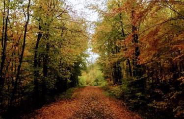 Apartment Kapellennest EuropaPark in ca 15 min erreichbar - Foto 36