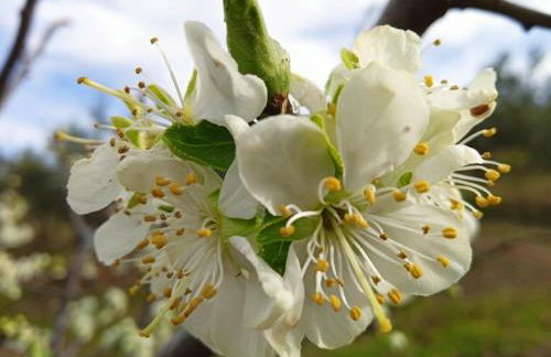 Apartamentos Rurales Tierras de Granadilla - Foto 15