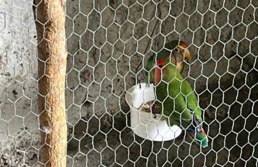 Tropical House - Foto 42