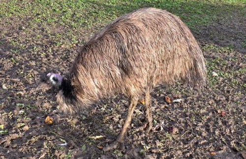 Belle Quercynoise piscine jacuzzi partagés - Foto 60