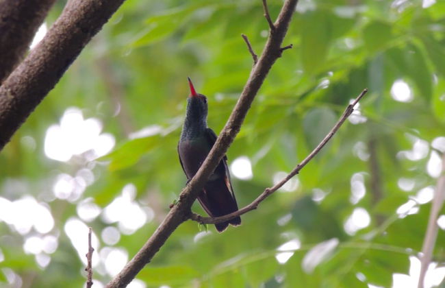 Corinto Pearl Eco Resort - Foto 17