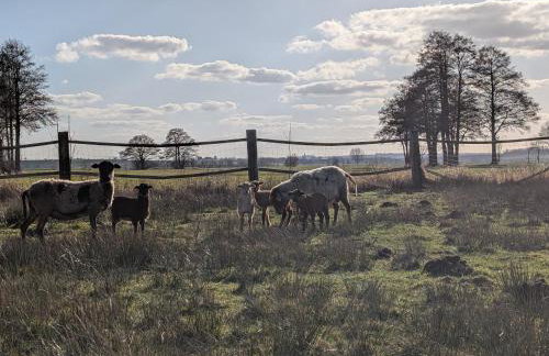 Pension Müllers Mühle - Foto 6