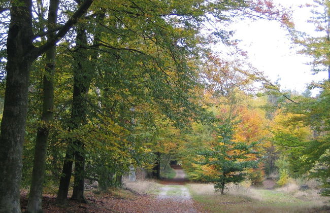Forest-edge Villa With Sauna - Foto 19