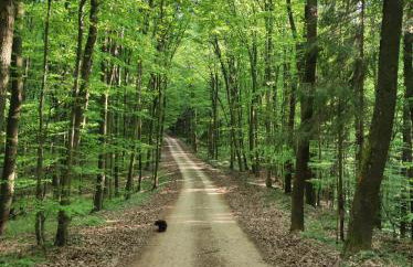Bakino brdo - Granny's hill - Photo 52