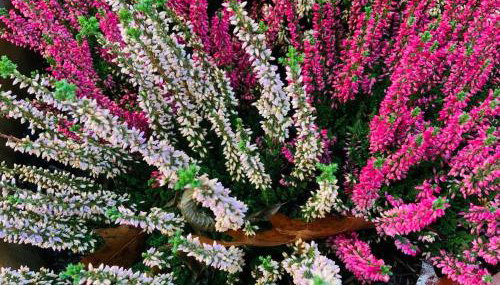 Apartment mit Garten - Garden view - Foto 4, Garden