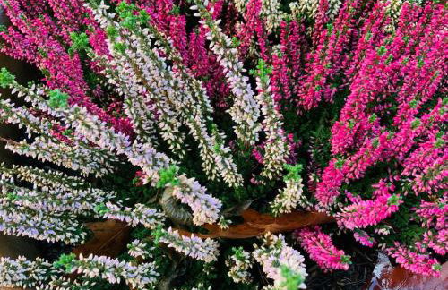 Apartment mit Garten - Garden view - Foto 4