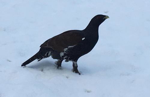 APPARTEMENT DE MONTAGNE - Foto 25