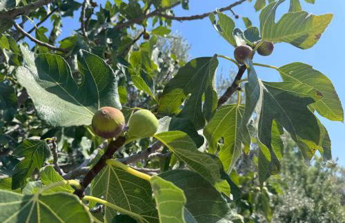 Beach House - Foto 17