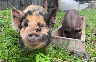 Stunning rural Barn Conversion - Photo 22