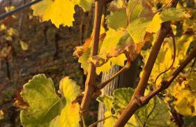 Roosartige Ferien - Ferienwohnung am Weiherturm - Photo 32