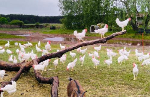 Weidelandfarm am Riebener See - Photo 19