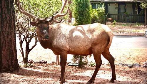 Hidden Gem Retreat in the Heart of Payson - Foto 3