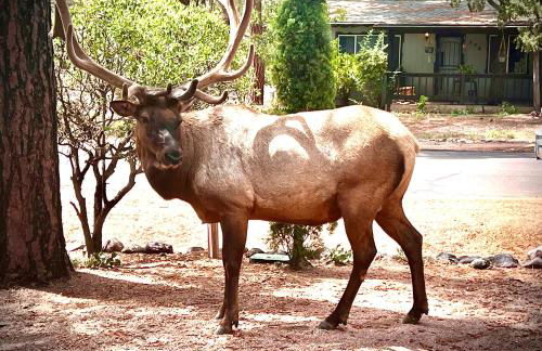 Hidden Gem Retreat in the Heart of Payson - Foto 3