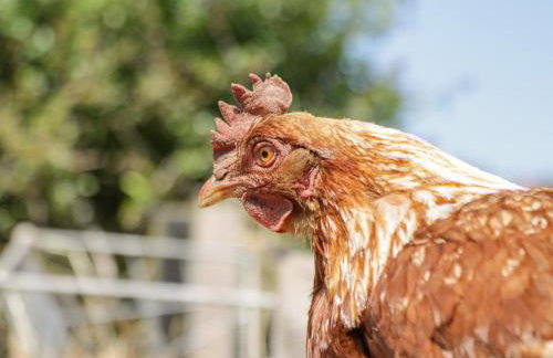 Foulsyke Farm Bungalow - Foto 43