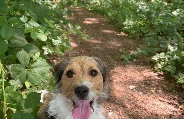 The Clock Tower & Dairy - Two x 2 Bed Barns with Indoor Pool - Photo 29