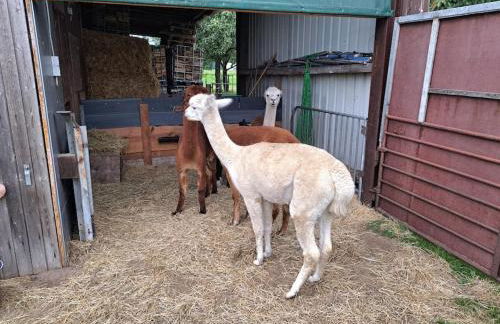 Das Bergherz Ruhe + Natur pur - Foto 21