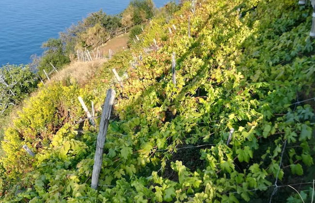 Ines Apartment - Photo 34