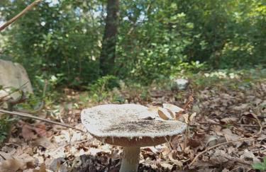 Les Murmures du Lac - Foto 30