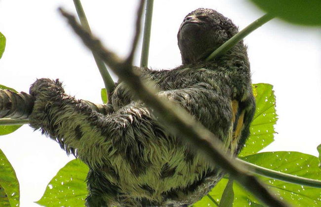 Excursión a la isla Cacao y visita a la comunidad de San Antonio - Foto 7
