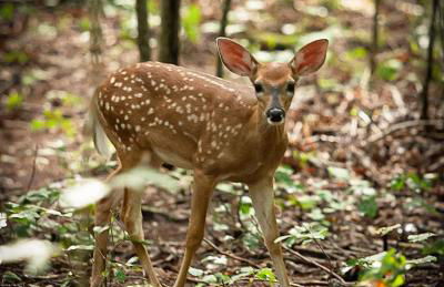 River Cabin - Fire Pit, Kayaks, Games, Dog Park - Foto 7