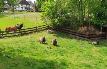 Souterrainwohnung im Grünen - Foto 45