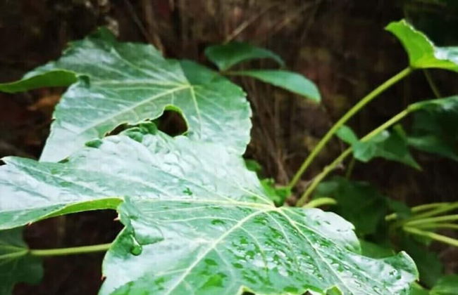 La Belle Vigne - Namur - Foto 40