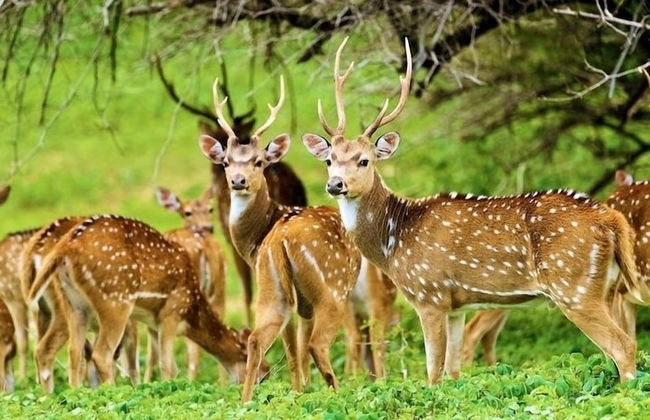 Yala Waves Beach Resort - Foto 32