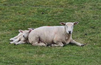 Büsumer blaue Krabbe - Foto 42