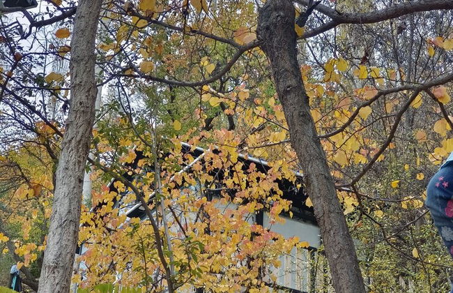 Kalp With Forest View- Cloud Nine and a Half Hunza - Photo 11