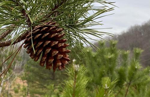 Historic Sears River Home (Main Level) on 10 Acres - Foto 9