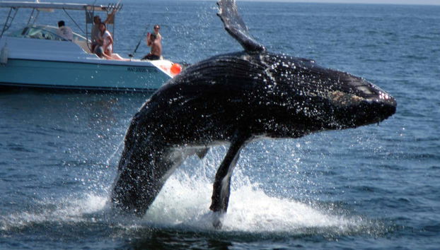 Una balena nell'acqua