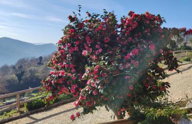 A Casa da Japoneira CB - Foto 36