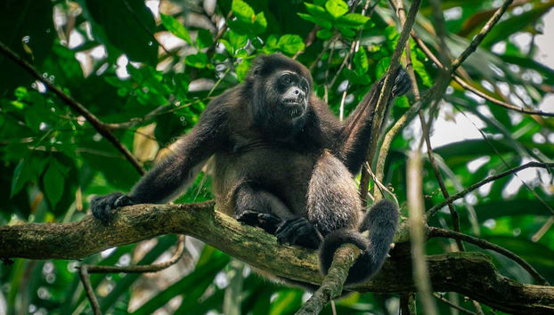 Manuel Antonio National Park Tour - Foto 2