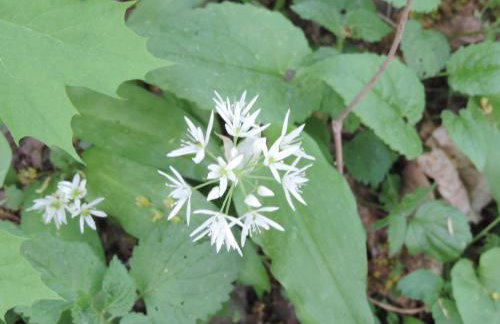 Pod Miotełką - Foto 14