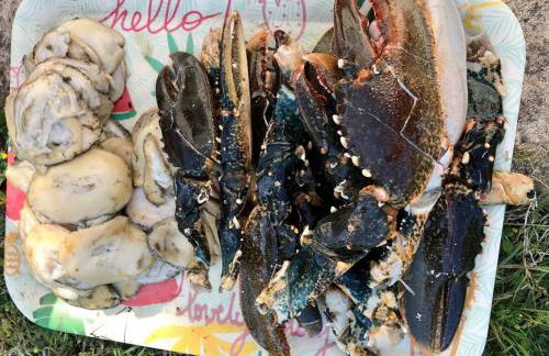 Coté Golfe - Golfe du Morbihan - Foto 47