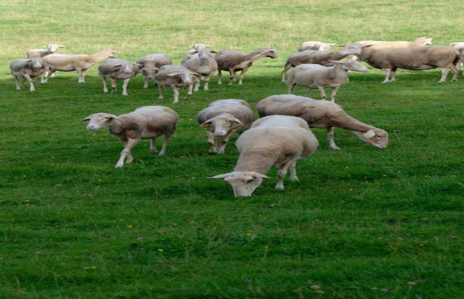Group Stay With Pool, Chevron - Photo 33