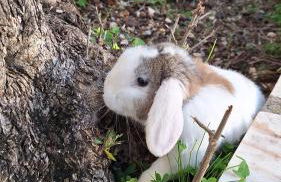 Quinta da Fé - Foto 34