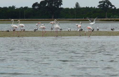 Verde Ria apartamento - Foto 33