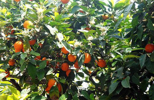 Picturesque Villa in Limnos + Enclosed Garden + Sea View - Foto 14