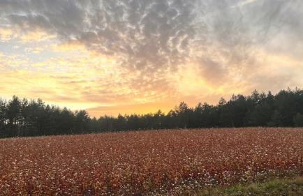 Raj na Kaszubach - Pałubicka Bór - Domy na Wynajem - Foto 65