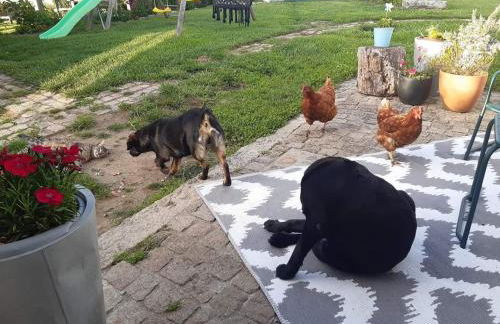 Casinha Nº461 - Foto 35