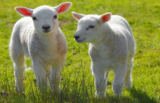 Loxley Barn, 1-bed Cottage Retreat - Foto 26