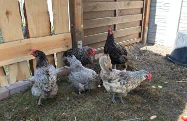 Haus an der Spree - Foto 17