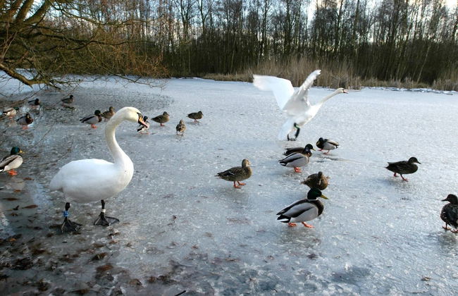 Gentofte Cozy Private Apartment - Foto 11