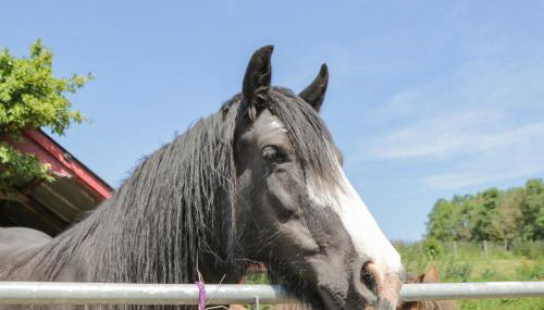 Foulsyke Farm Bungalow - Foto 5