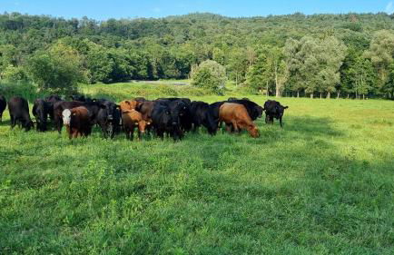 Agriturismo Pastorelli - Foto 33