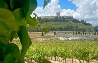 FINCA ENTREVIÑEDOS de Bodegas Marcos - Foto 8