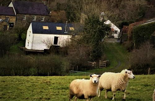 Nantgwynfaen Organic Farm Wales - Photo 30